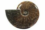 Polished Fossil Ammonite (Cleoniceras) - Madagascar #234616-1